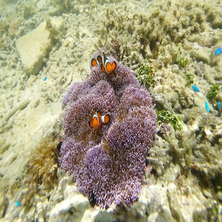 ホテル 美ら海オンザビーチ 本部町 エクステリア 写真